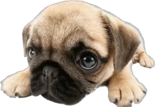 🥺 carlino, cucciolo, cane, animale, carino, animale domestico telegram sticker