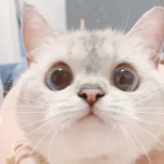 🐈 猫, ペット, 動物, かわいい, 子猫, 哺乳類 whatsapp sticker