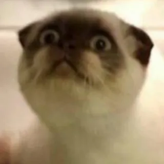 😏 gato, animal, animal de estimação, chocado, surpresa telegram sticker