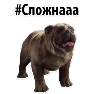 😕 #Сложнааа dog, bulldog, animal, pet, hashtag telegram sticker