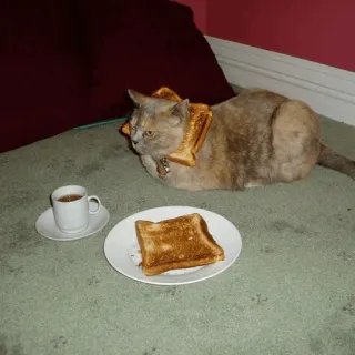 😾 cat, toast, food, coffee, animal, breakfast telegram sticker