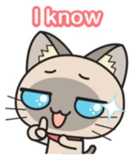 ☝ I know cat, smug, cartoon, funny, meme, animal, cute whatsapp sticker
