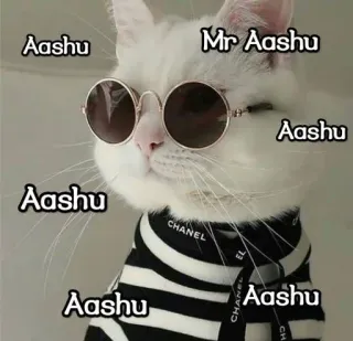 🍀 Aashu Mr Aashu kucing, kacamata hitam, hewan peliharaan, binatang, lucu, meme telegram sticker