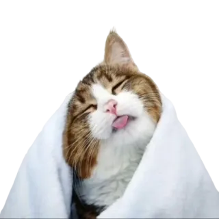 😪 gato, animal, fofo, animal de estimação, cobertor, engraçado, língua, animal doméstico telegram sticker