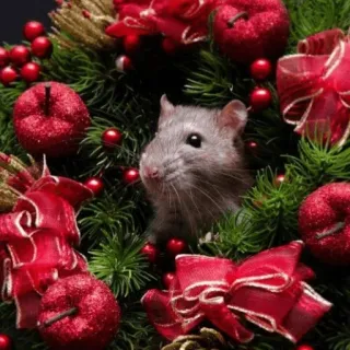 🐭 Giáng Sinh, chuột, đỏ, trang trí, nơ, động vật, lễ hội telegram sticker