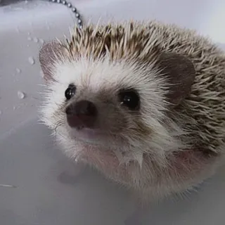 🦔 animale, riccio, carino, piccolo, animale domestico, mammifero whatsapp sticker