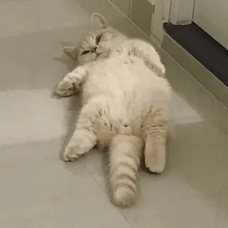 😴 cat, animal, cute, pet, kitten, lying down telegram sticker