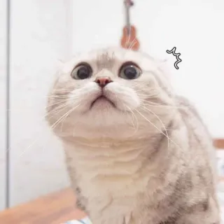 😯 gatto, animale domestico, animale, carino, gattino telegram sticker