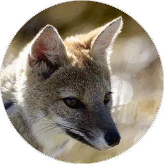 🦊 Fuchs, Tier, Wildtier, Natur, Hund telegram sticker