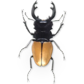🐞 owad, chrząszcz, jelonek rogacz, zwierzę, dzika przyroda telegram sticker