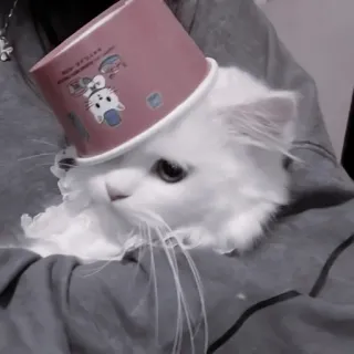 🐈‍⬛ Katze, Tier, Haustier, Hut, weiß, süß telegram sticker