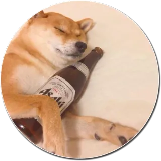 🍾 Asahi chien, alcool, bière, Asahi, Shiba Inu, dormir whatsapp sticker