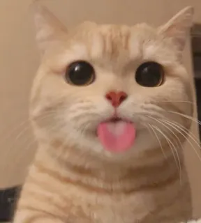 😺 gato, fofo, animal, língua, engraçado, meme whatsapp sticker