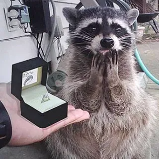 💍 mapache, propuesta, anillo, matrimonio, lindo, animal telegram sticker
