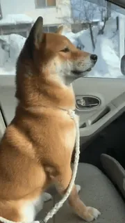 😏 犬, 柴犬, 動物, ペット, 車, 運転 telegram sticker
