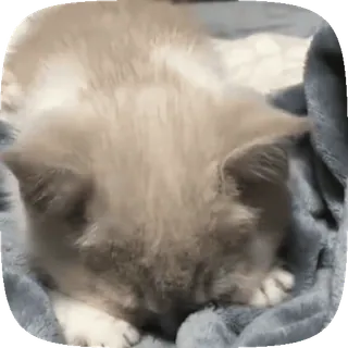 🥺 猫, 睡觉, 小猫, 可爱, 毯子, 灰色, 猫科动物 telegram sticker