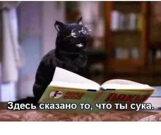 📖 Здесь сказано то, что ты сука. cat, book, glasses, russian, offensive telegram sticker