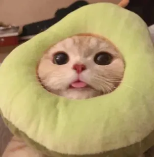 😛 cat, avocado, cute, animal, pet, tongue whatsapp sticker