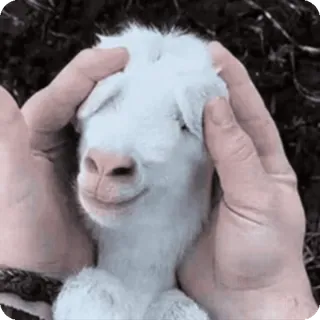 🌹 animal, goat, cute, baby goat, hands, farm animal telegram sticker