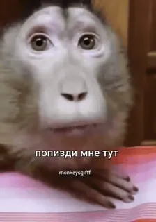 бибизяни [@zrklff] telegram stickers