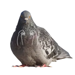 👊 비둘기, 새, 웃긴, 동물, 밈, 귀여운 telegram sticker