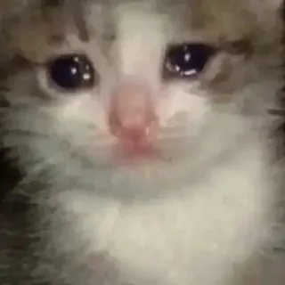 💓 gatto, gattino, piangere, triste, lacrime, meme, emotivo telegram sticker