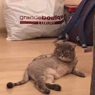 🐈 猫, 猫科动物, 动物, 宠物, 家猫, 躺着 telegram sticker