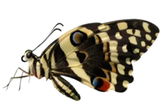 🐝 butterfly, insect, nature, animal, wings whatsapp sticker