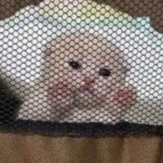 🎀 cat, sad, animal, meme, netting whatsapp sticker