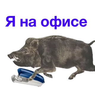 ✍ Я на офисе jabalí, oficina, animal, gracioso, ruso telegram sticker