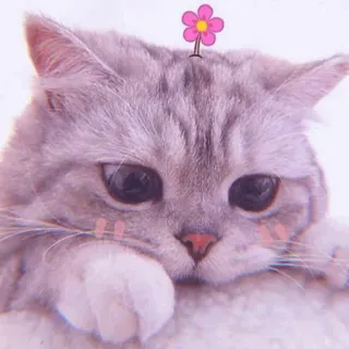 🧁 kot, kociak, kwiat, słodki, zwierzę, zwierzę domowe telegram sticker