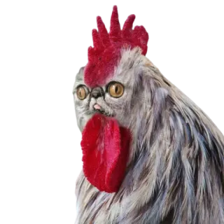 😐 animal, hybrid, cat, rooster, funny, weird, creature telegram sticker