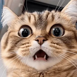 😧 chat, choqué, drôle, animal, mème, surpris, chaton whatsapp sticker