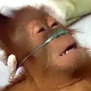 😭 zwierzę, orangutan, chory, szpital, zwierzę telegram sticker