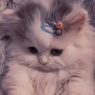 🌟 gato, gatinho, fofo, animal, animal de estimação, grampo de cabelo telegram sticker