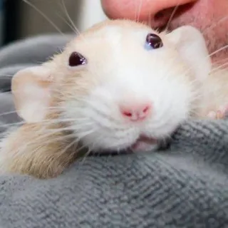 🐀 szczur, zwierzę domowe, zwierzę, słodki, gryzoń telegram sticker