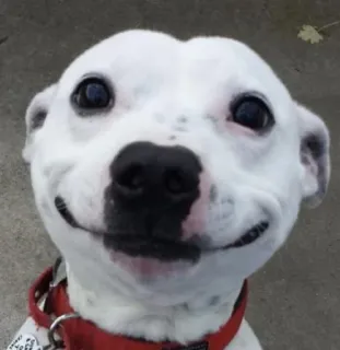 🙂 Hund, Tier, Haustier, süß, fröhlich, lächeln whatsapp sticker