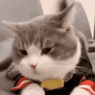 😸 kat, dier, schattig, grappig, huisdier, huisdier telegram sticker