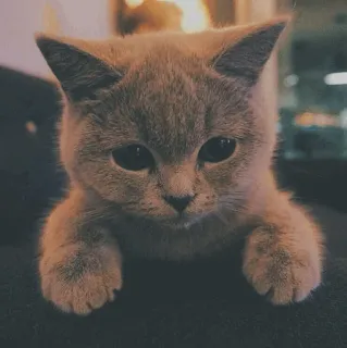 🐱 kot, kociak, słodki, zwierzę domowe, zwierzę, brytyjski krótkowłosy, kot domowy telegram sticker