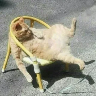 😺 chat, chaise, animal de compagnie, animal, chat roux, détente telegram sticker