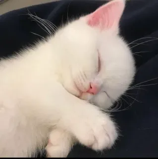 😴 kucing, anak kucing, tidur, putih, hewan, lucu, hewan peliharaan telegram sticker