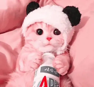 🍧 情哈哈 kucing, imut, topi panda, anak kucing, merah muda, minuman telegram sticker