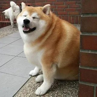 😩 chien, shiba inu, animal, animal de compagnie, mammifère, animal domestique, joyeux telegram sticker