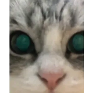 🥸 cat, kitten, animal, pet, eyes whatsapp sticker