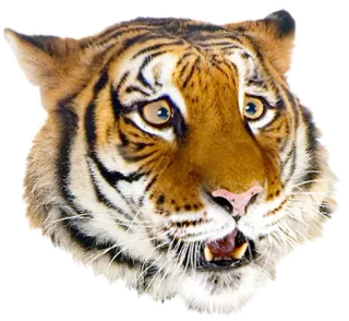 😳 tigre, animal, fauna, gato, mamífero, cara whatsapp sticker