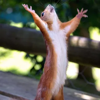 🎉 squirrel, nature, animal, rodent telegram sticker