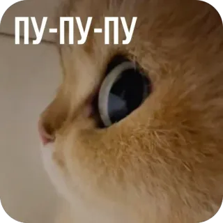 🫥 ПУ-ПУ-ПУ cat, cute, kitten, meme, animal, feline, pu-pu-pu, surprised telegram sticker