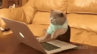 😏 gato, portátil, escribiendo, animal, lindo, ordenador telegram sticker