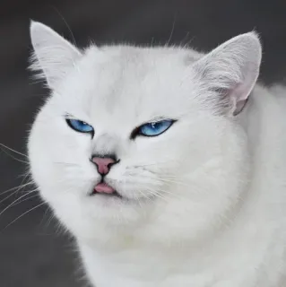 🌝 gato, gato branco, animal, animal doméstico, animal de estimação, olhos azuis, língua de fora whatsapp sticker