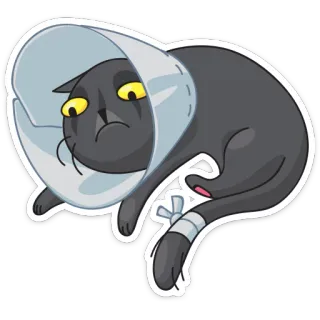 ☹ gato, collar isabelino, triste, herido, vendaje, mascota telegram sticker